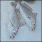 Fishing in Virginia