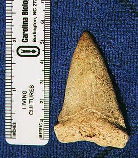 Mako(?) Shark tooth from Amerind site. Not a fossil.